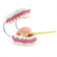 modele-soins-dentaire