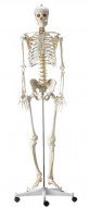squelette-humain