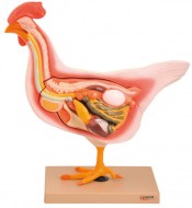 modele-dissection-poule